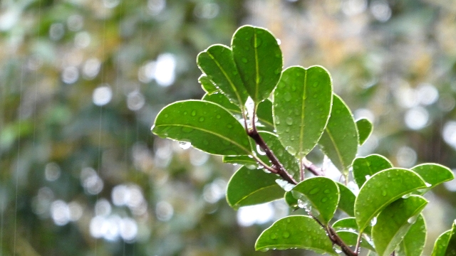 ムーミンバレーパークにお出かけの雨の場合はどうするべき？対策方法を事前にチェック！