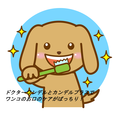 ドクターワンデルプラスの最安値販売店で購入して損をしない方法!【歯ブラシいらずの簡単デンタルケア】