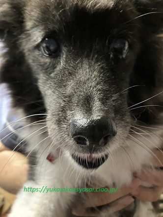 愛犬のみんちゃん