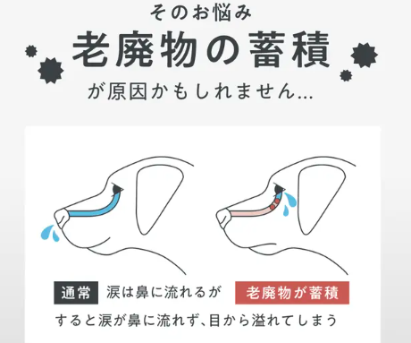 老廃物の蓄積図解