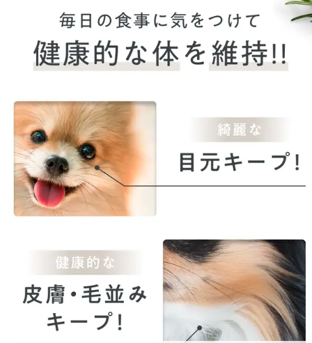 健康的な体を維持する犬